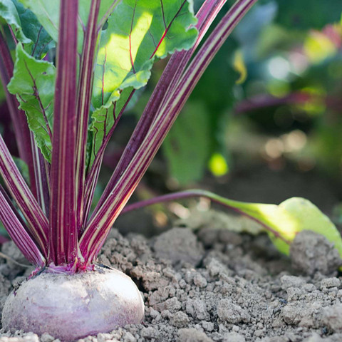Green World F1 HYBRID BEET ROOT/ CHUKANDAR SEEDS FOR KITCHEN