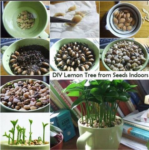 CRGO ® XII-954 Seeds Yellow Lemon Tree Seed Price in India - Buy