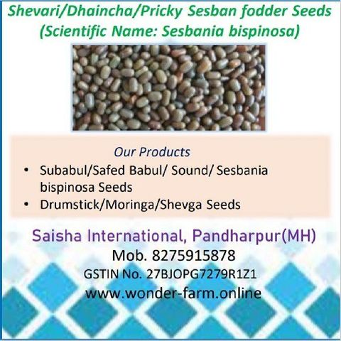 Shevari Tree Saisha International Shevari/Shevri/Dhaincha/Sesbania bispinosa fodder ...