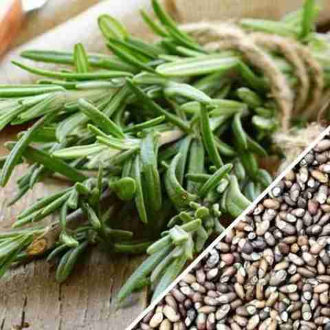 PMB Rosemary Seed Price in India - Buy PMB Rosemary Seed online at