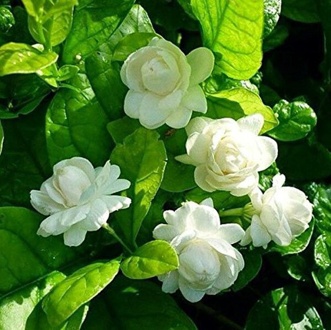 Infinite Green Bel Plant Price in India - Buy Infinite Green Bel Plant  online at Flipkart.com