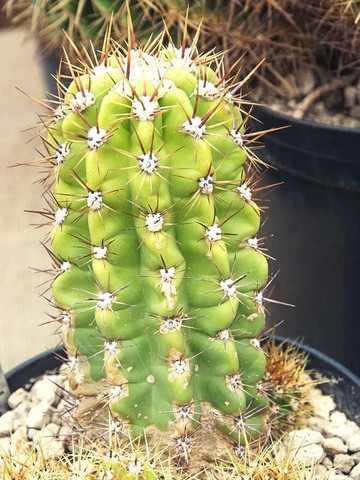MODERN PLANT San Pedro Cactus, Long Cactus Seed Price in India - Buy MODERN  PLANT San Pedro Cactus, Long Cactus Seed online at Flipkart.com