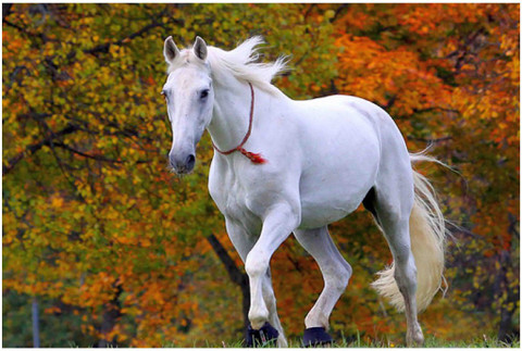 Beautiful White Horse Wall Sticker Poster|Poster For Wall