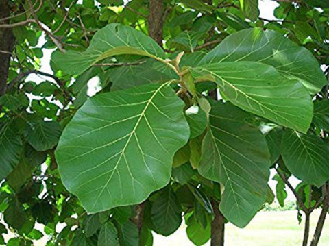 Greenwill Teak Tree Seeds, Sagwan tree, Sagwaan tree, Sagwan tree seeds ...