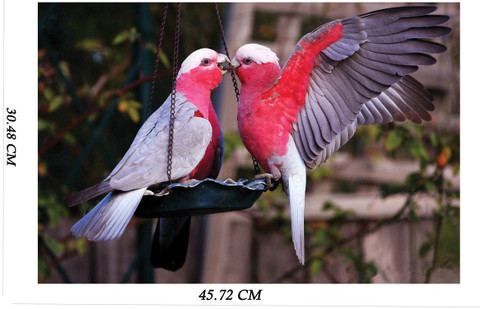 love birds wallpaper hd
