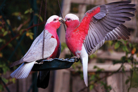 love birds wallpaper hd