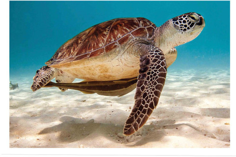 sea turtle wallpaper hd