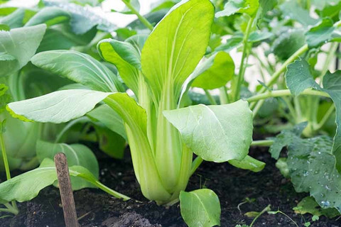 The City Gardener PAKCHOY SEEDS, BOKCHOY SEEDS, CHINESE SPINACH