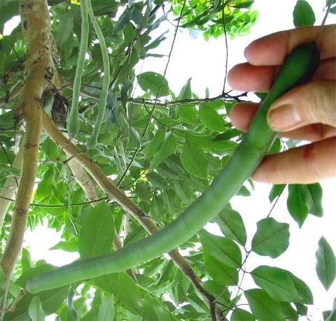 Amishi Amaltas Phali | Pudding Pipi Tree | Cassia Fistula | 800 Gram ...