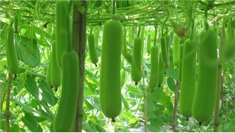 Growth More Enterprises Bottle Gourd Seeds, Sorakaya Seeds Seed Price in  India - Buy Growth More Enterprises Bottle Gourd Seeds, Sorakaya Seeds Seed  online at Flipkart.com