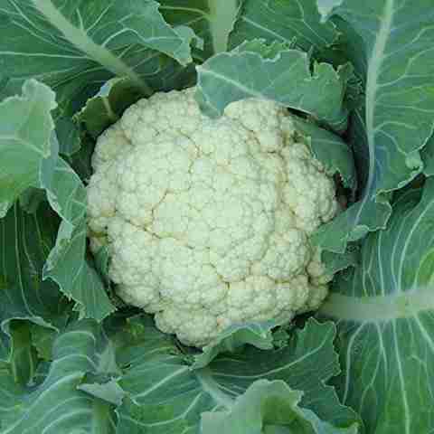 DROXTY ™ XII-37-Cauliflower Seeds Seed Price in India - Buy DROXTY
