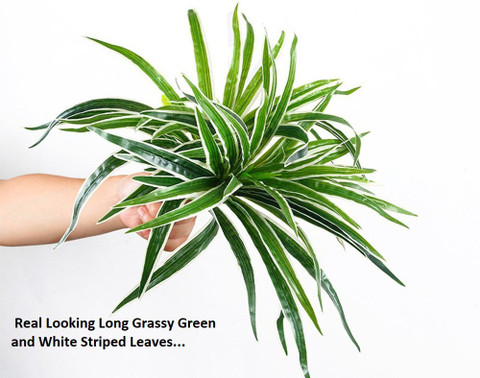 succulent leaves propagation 45 Succulent Leaves – Mixed Assortment for Propagation main image 0