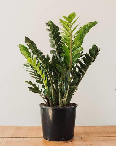 GreenyOn ZZ Plant Price in India - Buy GreenyOn ZZ Plant online at