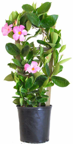 My Dream Nursery ZZ Plant Seed Price in India - Buy My Dream