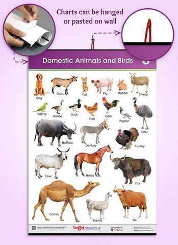 Target Publications Domestic Animals and Birds Chart for Kids | Learn ...