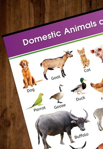 Target Publications Domestic Animals and Birds Chart for Kids | Learn ...