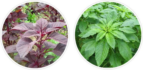 Splorias Hara Sag(Green Amaranth),Lal Sag(Red Amaranth) Seed Price