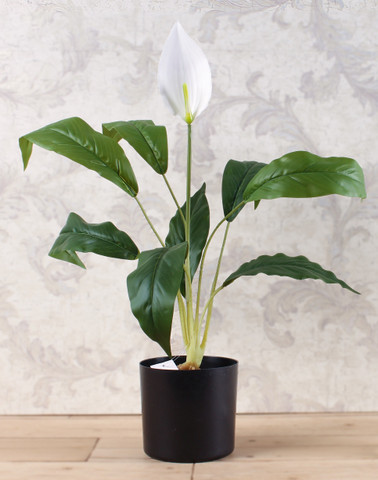 melanochrysum philodendron 4" Philodendron melanochrysum