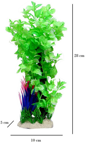 best fertilizer for bird's nest fern Buy Birds Nest Fern Plants Online main image 0