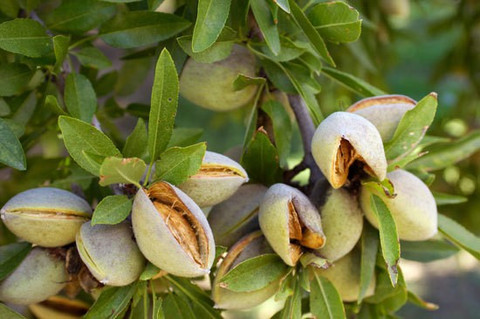 AloGardening Almond Plant Price in India - Buy AloGardening Almond Plant  online at Flipkart.com