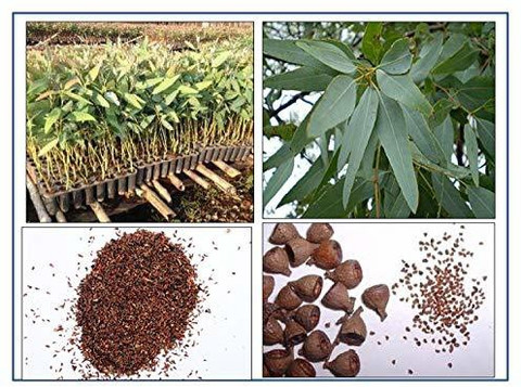 RK Seeds RK Seeds - Eucalyptus hybrid Seeds- Eucalyptus seeds - (Eucalyptus  hybrid tree Seed) Pack of 50 g Seed Price in India - Buy RK Seeds RK Seeds  - Eucalyptus hybrid