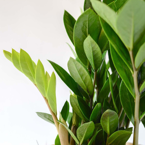 Indian Flora ZZ Plant Price in India - Buy Indian Flora ZZ Plant
