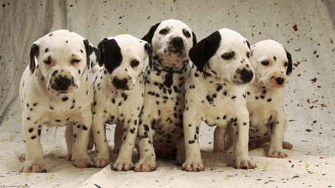 Poster Dalmatian Dogs Dog Puppy Cute sl11723 (Wall Poster, 13x19