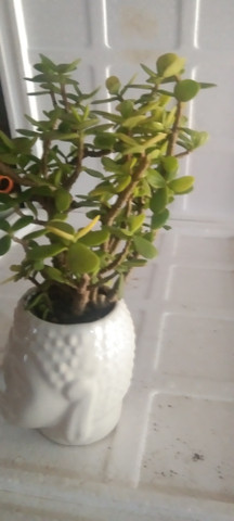 MaaTraderes Zed plant Jade Plant Price in India - Buy MaaTraderes