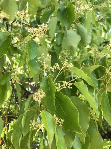 LYRS Organic Tree All Season Type Camphor Tree Seed - 85 Seed
