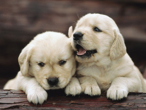 dog cute wallpaper