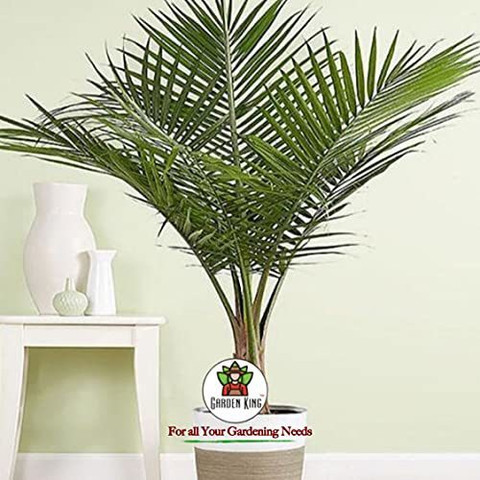 Garden King Areca palm Potting mix, Essential Organic Soil Mixture for  Areca Plants, Double Filtered with All Required Nutrients and Active  Micro-Organism For Healthy Growth Husk Price in India - Buy Garden
