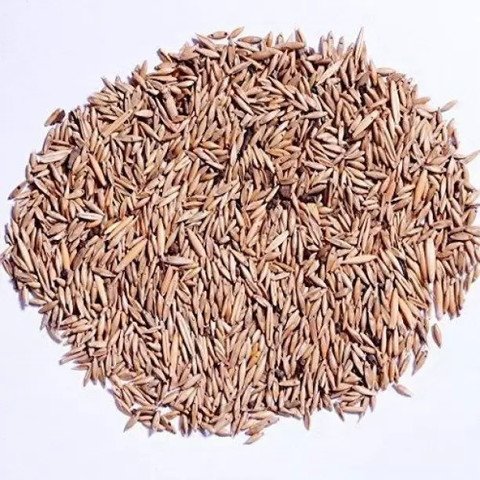 Chalisa Bamboo, Lucky bamboo Seed Price in India - Buy Chalisa Bamboo, Lucky  bamboo Seed online at Flipkart.com