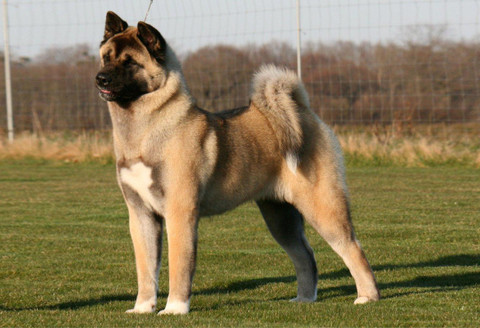 Akita Original Breed Akita Dog In India Akita Dog Price Japanese