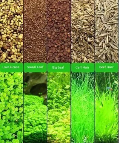 Mr Traders Aquarium Plant Seeds Pack ( 5 Different Seeds ) Seed Price in  India - Buy Mr Traders Aquarium Plant Seeds Pack ( 5 Different Seeds ) Seed  online at Flipkart.com