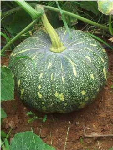 Lakshmi black lamp pumpkin, kumdo Seed Price in India - Buy