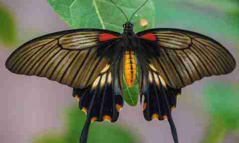 Titli Insect butterfly poster & Titli POSTERS, Dragonfly Poster, Insects Poster ...
