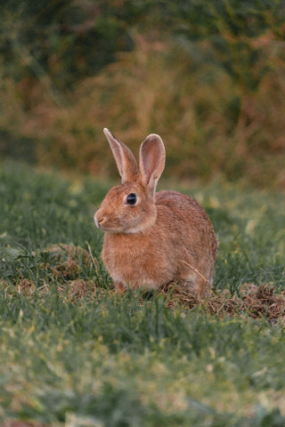 RABBIT POSTER, khargosh POSTER, ANIMALS Poster for Wall | A3