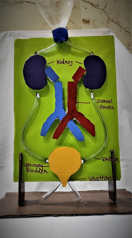 excretory system project for kids