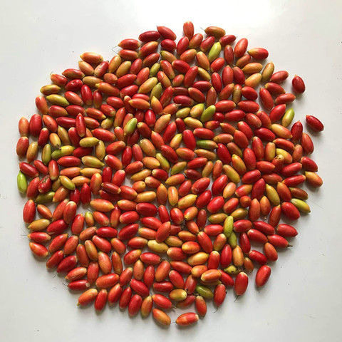 Abamec Miracle Berry Fruit Tree Seed Price in India - Buy Abamec Miracle  Berry Fruit Tree Seed online at Flipkart.com