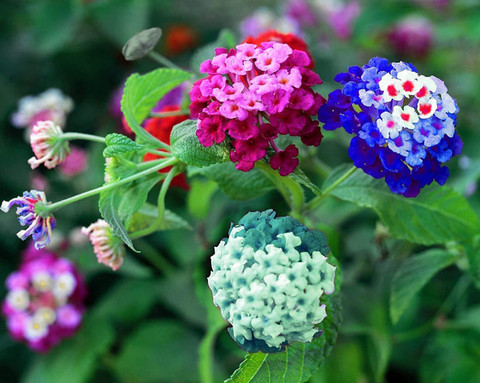 Globalplants Lantana Plant sapling Price in India - Buy
