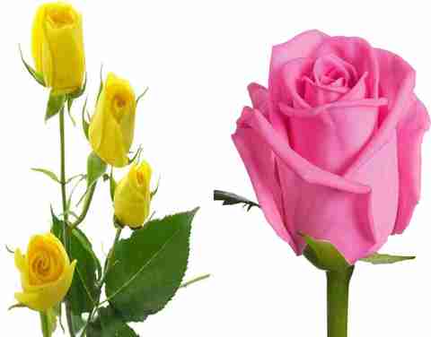 NSKON Imported Very Beautiful PINK + YELLOW Rose Indoor/Outdoor