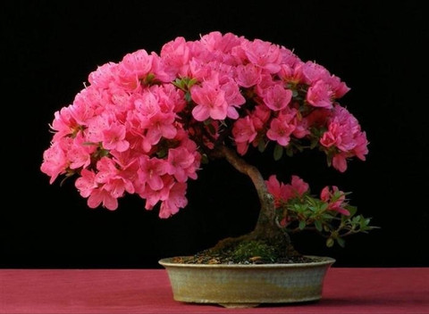 Vsquare Retail Japanese Sakura Cherry Blossom Bonsai Flower Tree
