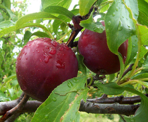 NATIONAL GARDENS Imported Plum Seeds by National Gardens Seed