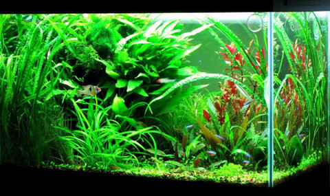 NATIONAL GARDENS Aquatic Plants Seeds Mix - 150 Seeds Pack - 12 Types Mix  by National Gardens Seed Price in India - Buy NATIONAL GARDENS Aquatic  Plants Seeds Mix - 150 Seeds