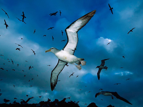 flying bird images hd