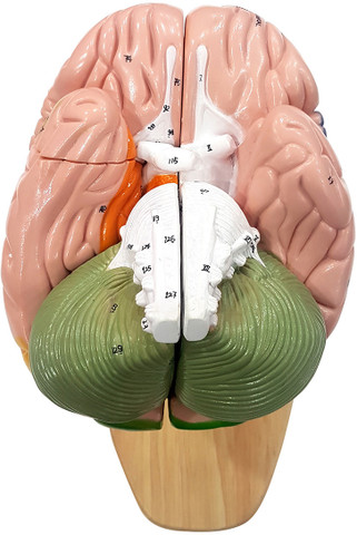 Dr.Brain基本編セット&Dr.5基本編セット Zx Brain Model Deluxe Enlarged 4 parts Anatomical Body Model Price