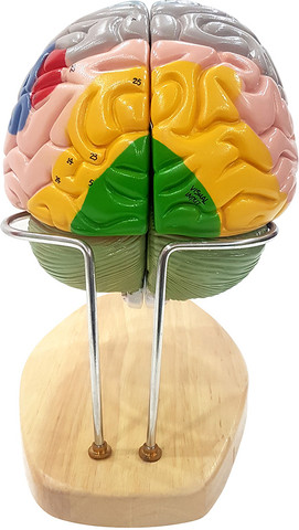 Zx Brain Model Deluxe Enlarged 4 parts Anatomical Body Model Price