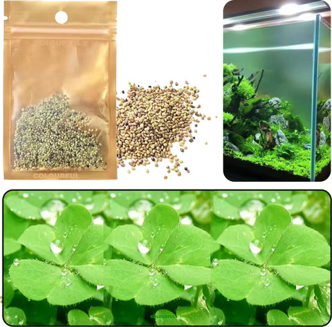 colourful Live Seed Decoration | Suits for Fish Tanks and Bowls | LOVE Plant  Seeds Aquarium Plant Anchor Price in India - Buy colourful Live Seed  Decoration | Suits for Fish Tanks