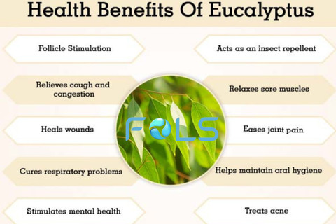 FOLS PURE EUCALYPTUS LEAVES DRY | NILGIRI PATTI | 100 GM Price in India -  Buy FOLS PURE EUCALYPTUS LEAVES DRY | NILGIRI PATTI | 100 GM online at  Flipkart.com