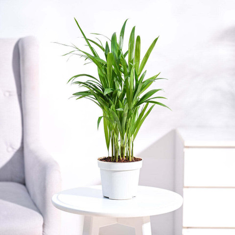 plant stand modern indoor Corner Plant Stand Woodworking Plans – Houseful of Handmade main image 0